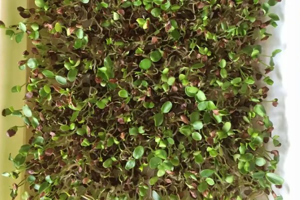 香椿芽苗菜的管理方法,长至5-6厘米时要给予弱光照