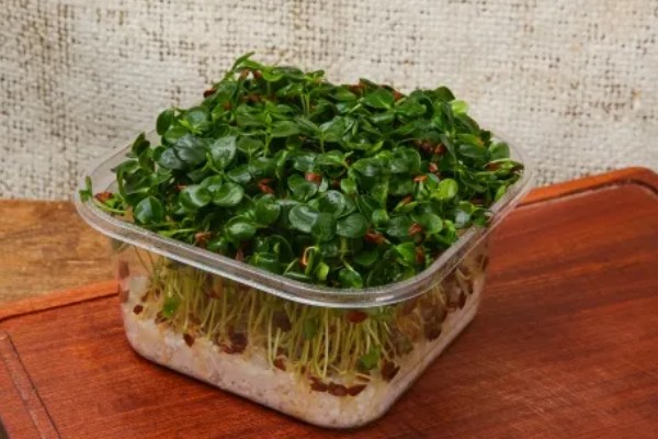 香椿芽苗菜的管理方法,长至5-6厘米时要给予弱光照