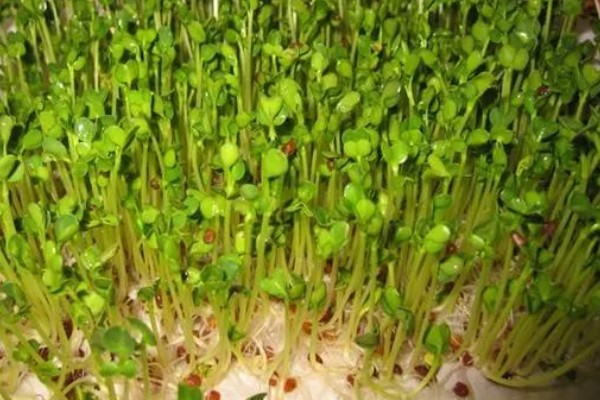 香椿芽苗菜的管理方法,长至5-6厘米时要给予弱光照