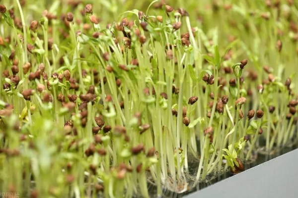 香椿芽苗菜的管理方法,长至5-6厘米时要给予弱光照