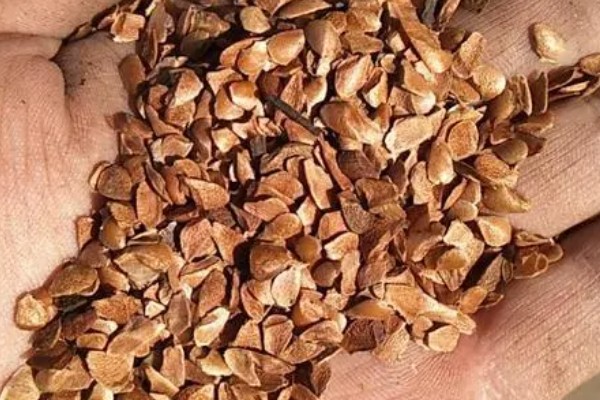 香椿芽苗菜的管理方法,长至5-6厘米时要给予弱光照