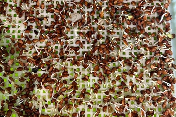 香椿芽苗菜的管理方法,长至5-6厘米时要给予弱光照