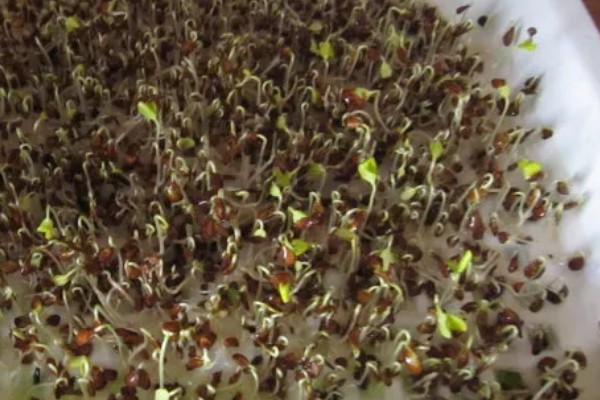 香椿芽苗菜的管理方法,长至5-6厘米时要给予弱光照