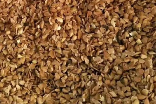 香椿芽苗菜的管理方法,长至5-6厘米时要给予弱光照