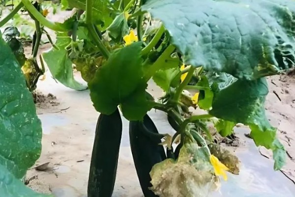 黄瓜黄叶病发生的原因,可能是根系受伤所致