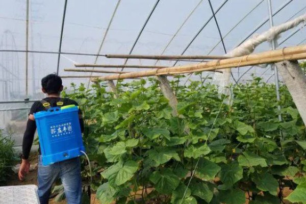 黄瓜黄叶病发生的原因,可能是根系受伤所致