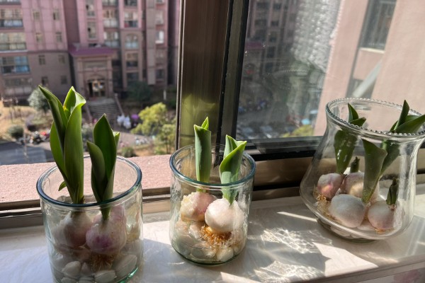 水培郁金香有没有毒,水培郁金香有毒