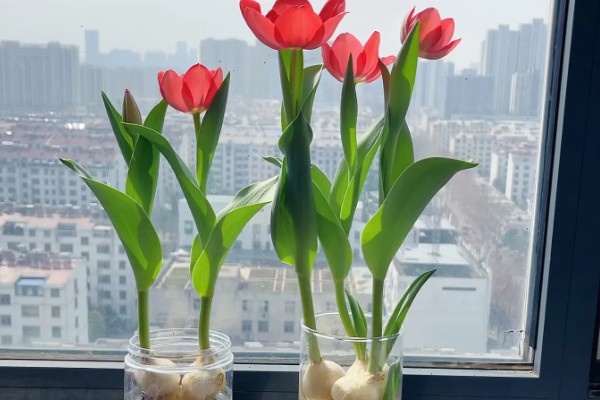 水培郁金香有没有毒,水培郁金香有毒