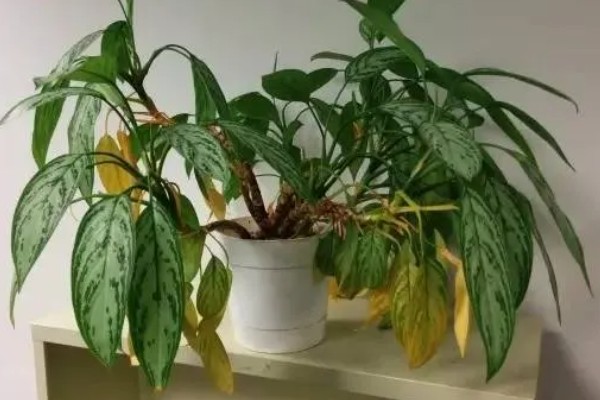 室内植物叶子发黄如何施肥,需要及时的追施氮肥养护