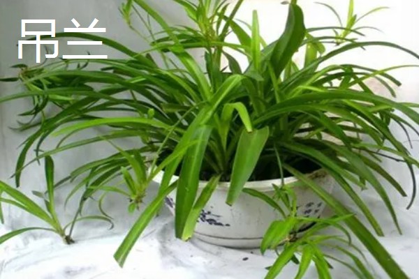 室内植物叶子发黄如何施肥,需要及时的追施氮肥养护