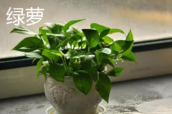 室内植物叶子发黄如何施肥,需要及时的追施氮肥养护