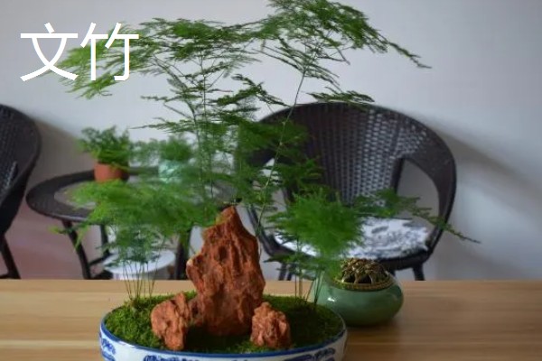 室内植物叶子发黄如何施肥,需要及时的追施氮肥养护