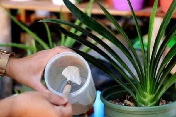 室内植物叶子发黄如何施肥,需要及时的追施氮肥养护