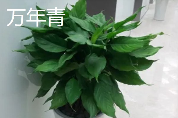 室内植物叶子发黄如何施肥,需要及时的追施氮肥养护