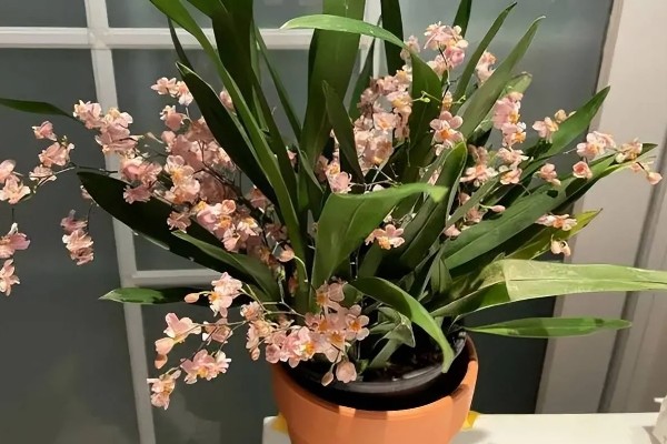 文心兰的开花次数,一年可以开放一次