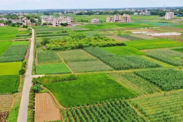 基本农田能不能种果树，禁止种果树和挖塘养鱼