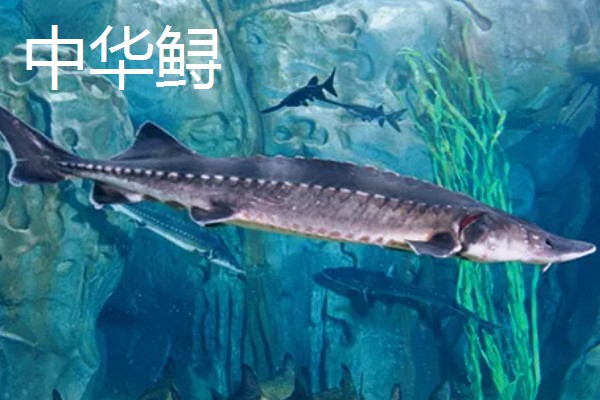 中华鲟在市场的价格，人工养殖的在25元一斤左右