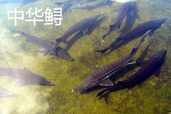 中华鲟在市场的价格，人工养殖的在25元一斤左右