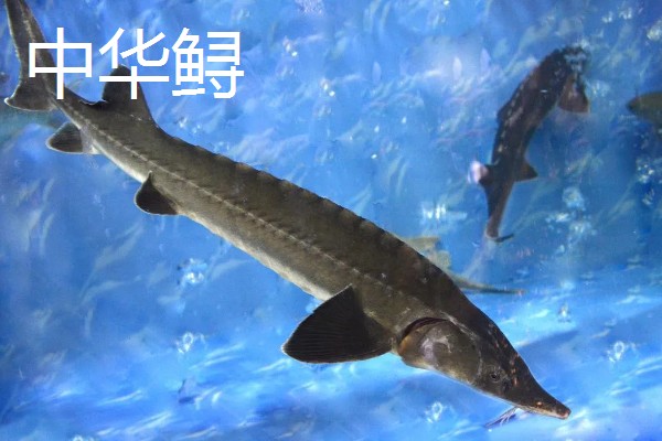 中华鲟在市场的价格，人工养殖的在25元一斤左右