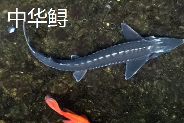 中华鲟在市场的价格，人工养殖的在25元一斤左右