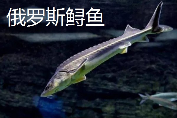 中华鲟在市场的价格，人工养殖的在25元一斤左右