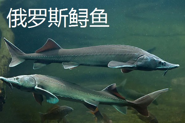 中华鲟在市场的价格，人工养殖的在25元一斤左右
