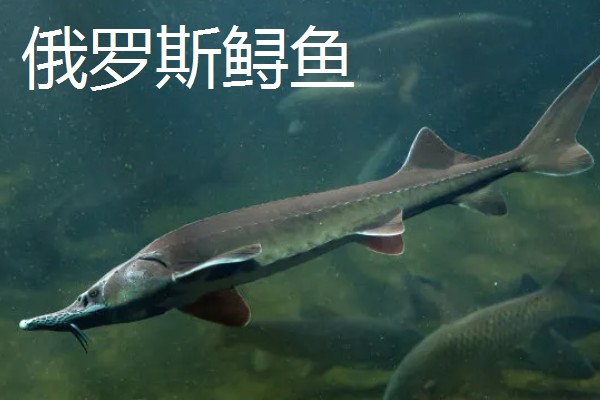 中华鲟在市场的价格，人工养殖的在25元一斤左右