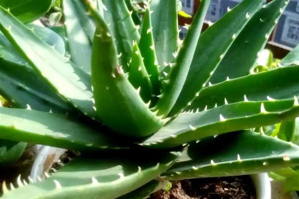 芦荟的养殖方法，春秋季节每周浇一次水