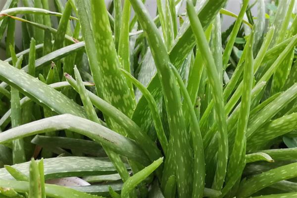 芦荟的养殖方法，春秋季节每周浇一次水