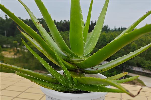 芦荟的养殖方法，春秋季节每周浇一次水