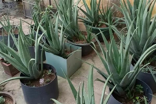芦荟的养殖方法，春秋季节每周浇一次水