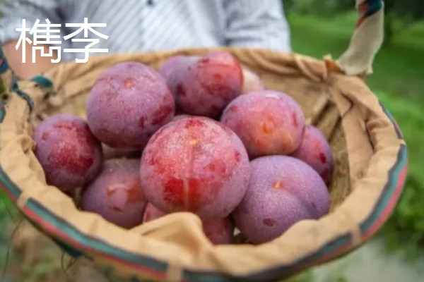 李子的外观特征,果实呈球形、卵球形或近圆锥形