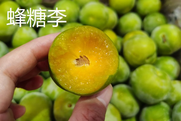 李子的外观特征,果实呈球形、卵球形或近圆锥形