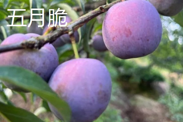 李子的外观特征,果实呈球形、卵球形或近圆锥形