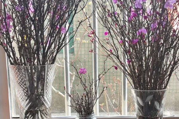 干枝杜鹃怎么养殖，每隔2天换一次水