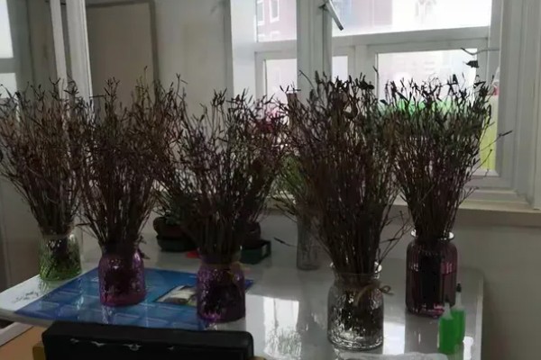 干枝杜鹃怎么养殖，每隔2天换一次水