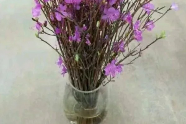 干枝杜鹃怎么养殖，每隔2天换一次水