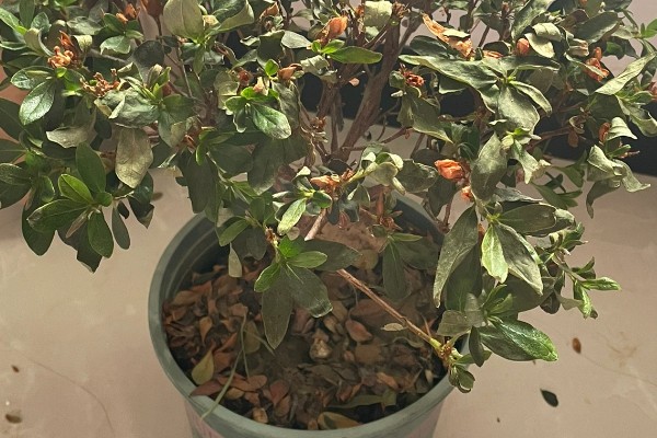 干枝杜鹃怎么养殖，每隔2天换一次水
