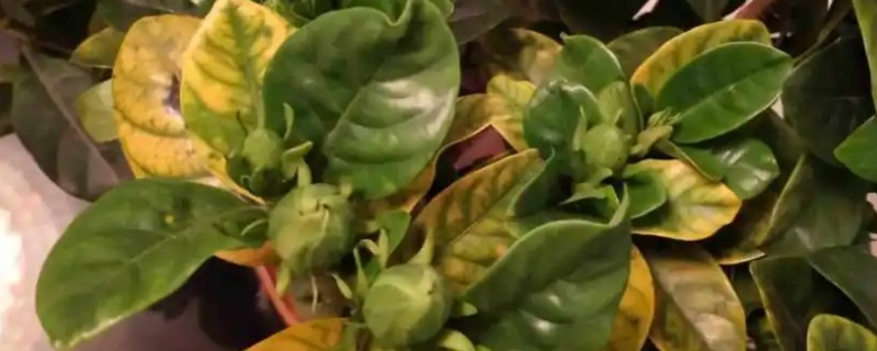 栀子花出现黄叶的原因,强光照射、浇水不当等因素都会造成