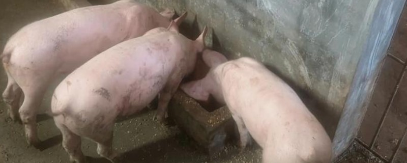小猪适合喂干料吗，吃湿料可促进胃肠道发育