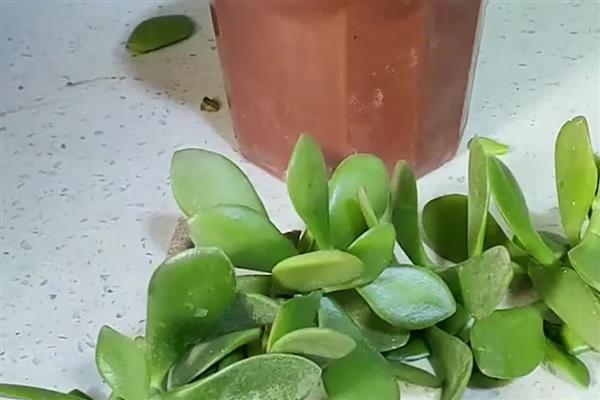 绿玉树的浇水方法,夏季每隔8-10天浇一次