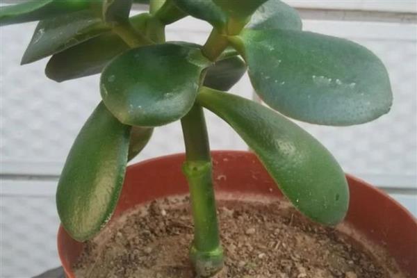 绿玉树的浇水方法,夏季每隔8-10天浇一次