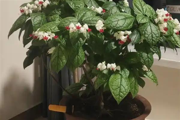 龙吐珠的剪枝时间，在春季晴天午时剪枝最好