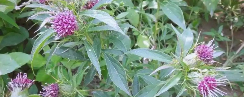 白术的种植效益,在所有中药材中的需求量比较大