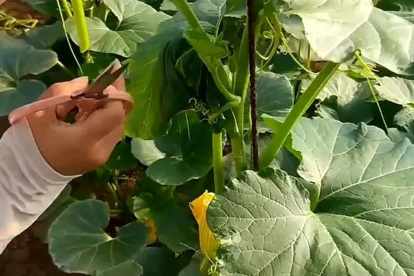 南瓜的高产栽培技术,可根据栽培目的选择良种
