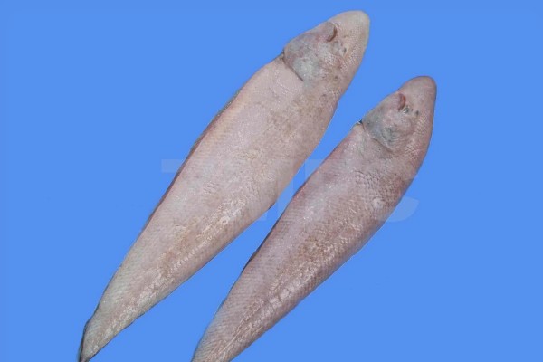 龙利鱼的价格,一斤需要50-60元左右