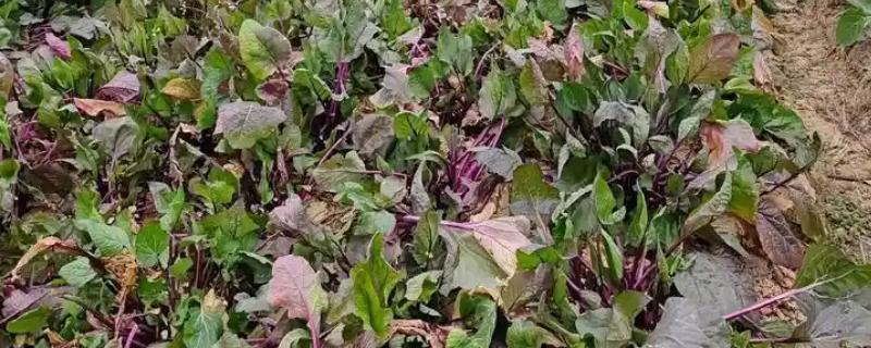 红菜苔种子发芽所需时间，播种后经过10天左右会发芽