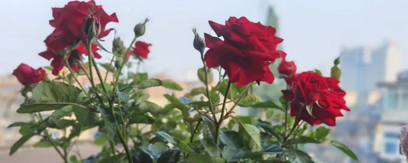 蔷薇花施哪种肥料,春季萌芽期追施氮肥