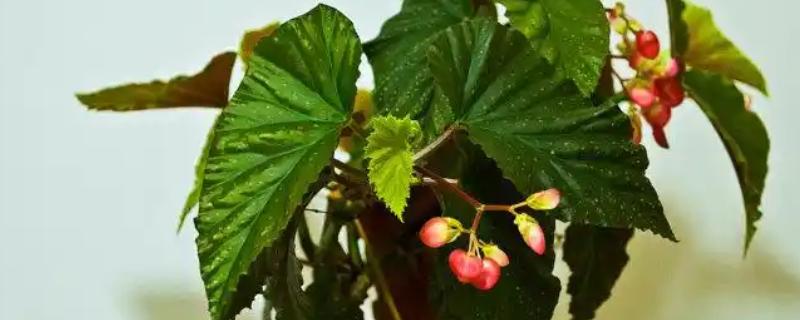让银星秋海棠开花的方法,开花前要喷施磷酸二氢钾