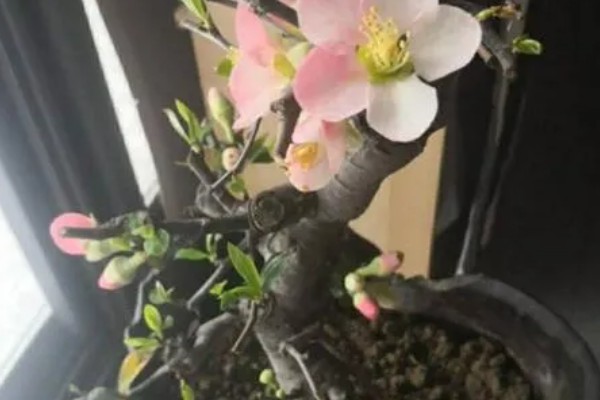 海棠花适合在家养吗,可以家养